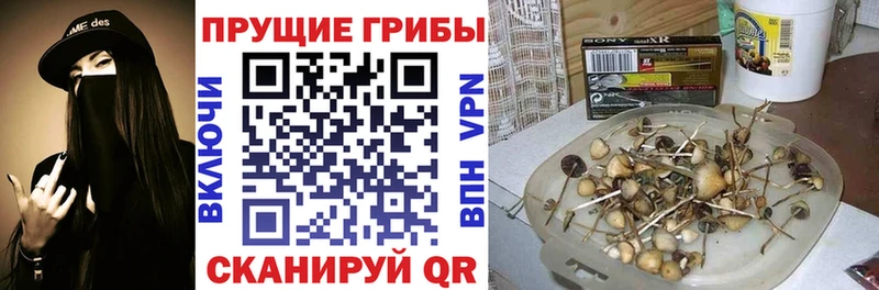 Псилоцибиновые грибы ЛСД  даркнет наркотические препараты  Лодейное Поле  дарнет шоп  гидра ТОР 